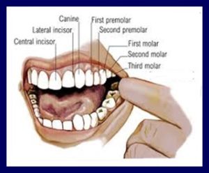 Messaggi del corpo I denti - La casa 